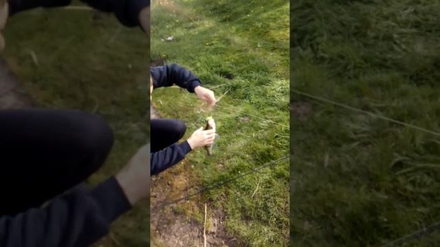 Судак на яркий твистер