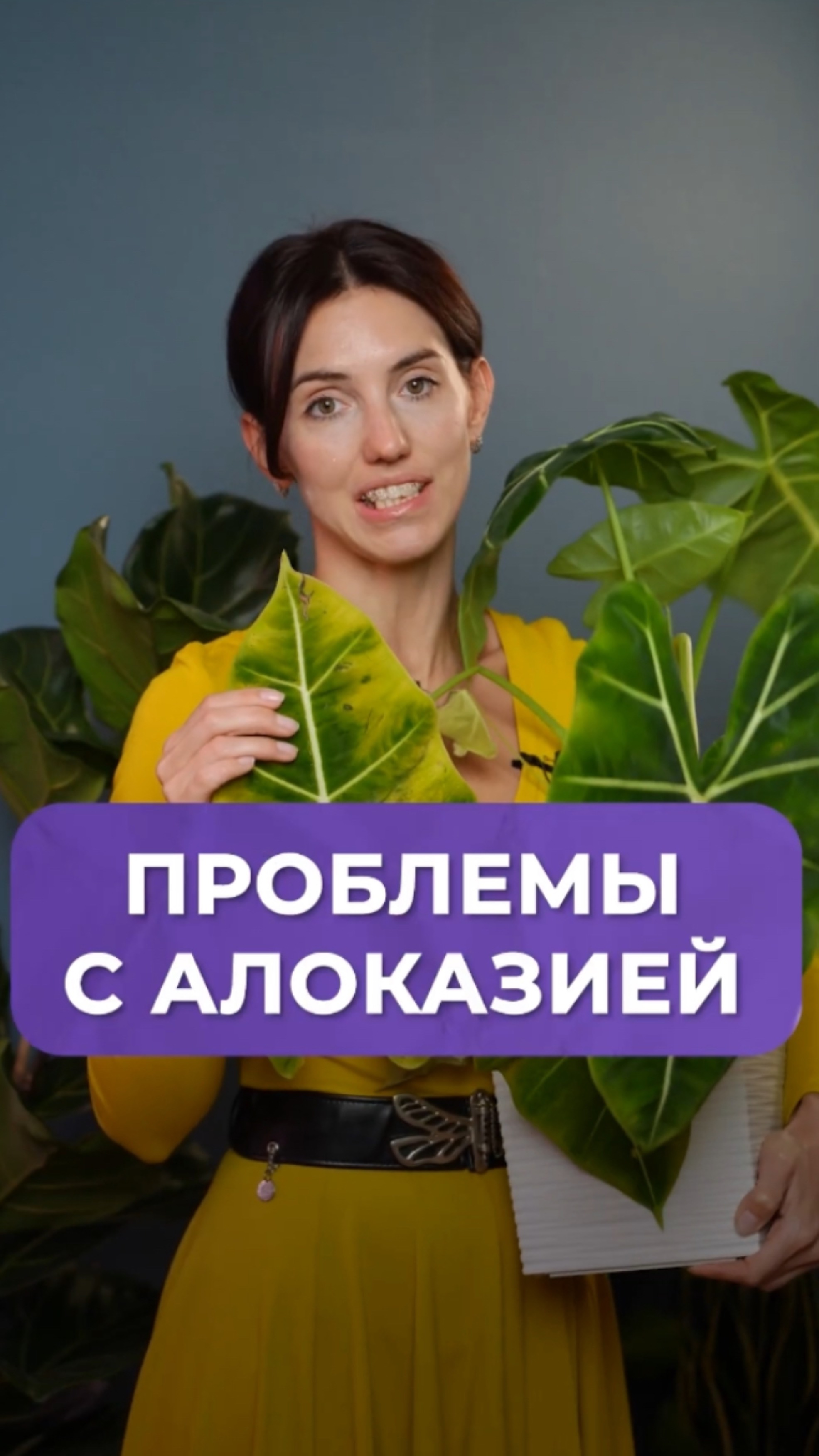 Что делать, если у алоказии желтеют листья?

#растение #алоказия #уходзарастениями