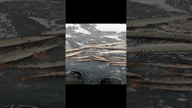 ПЕРВЫЙ ЛЁД 2024-25. Отлично отловились