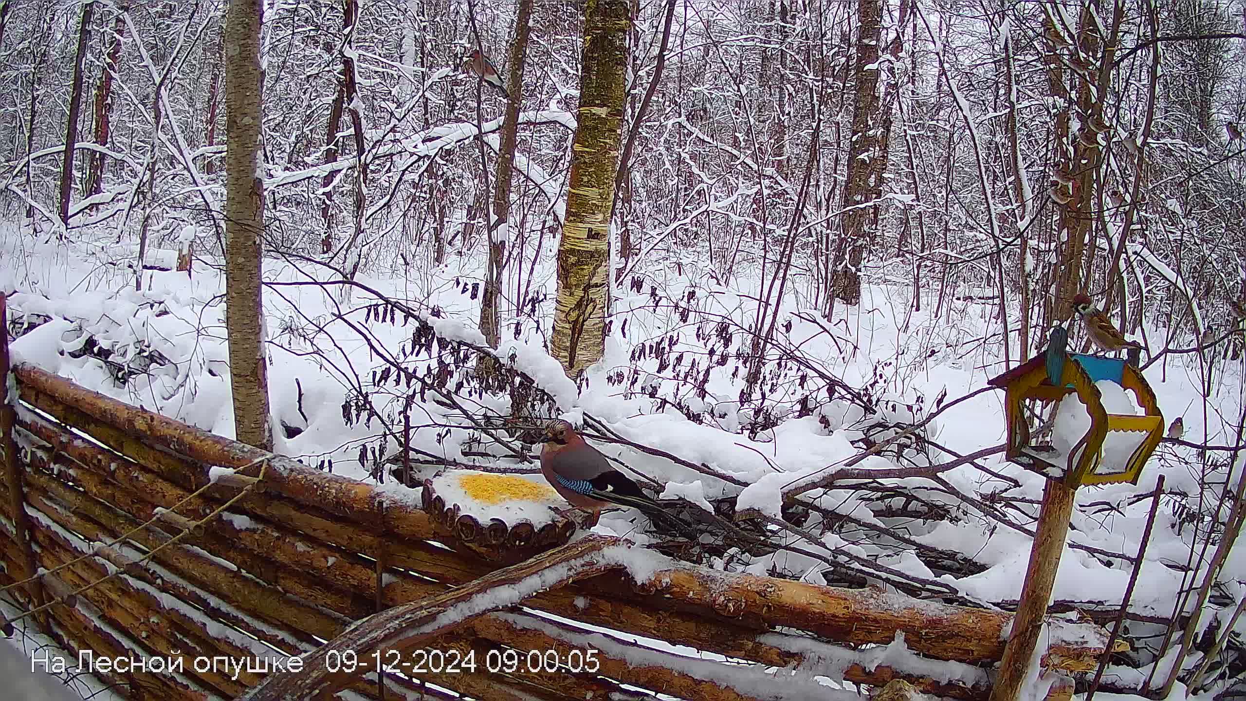 Звуки природы, пение птиц #Звукиводы #ЗвукиЛеса #Релакс