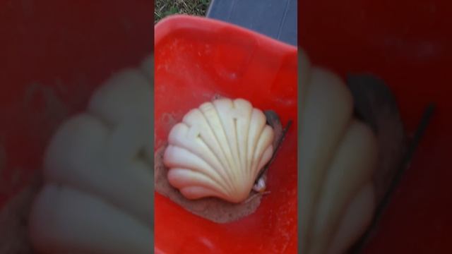 Я и Лиза поймали кузнечика