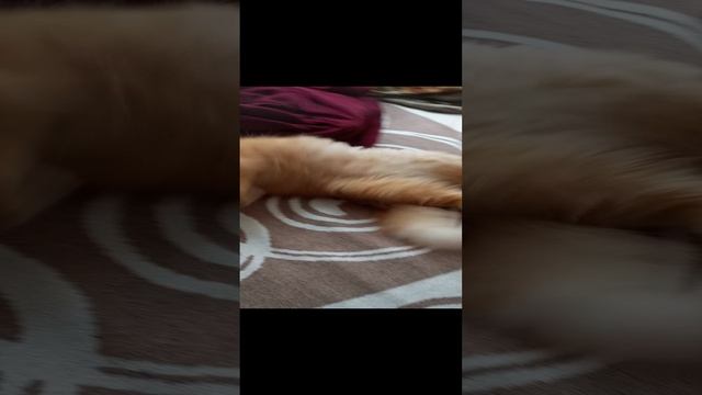мяу