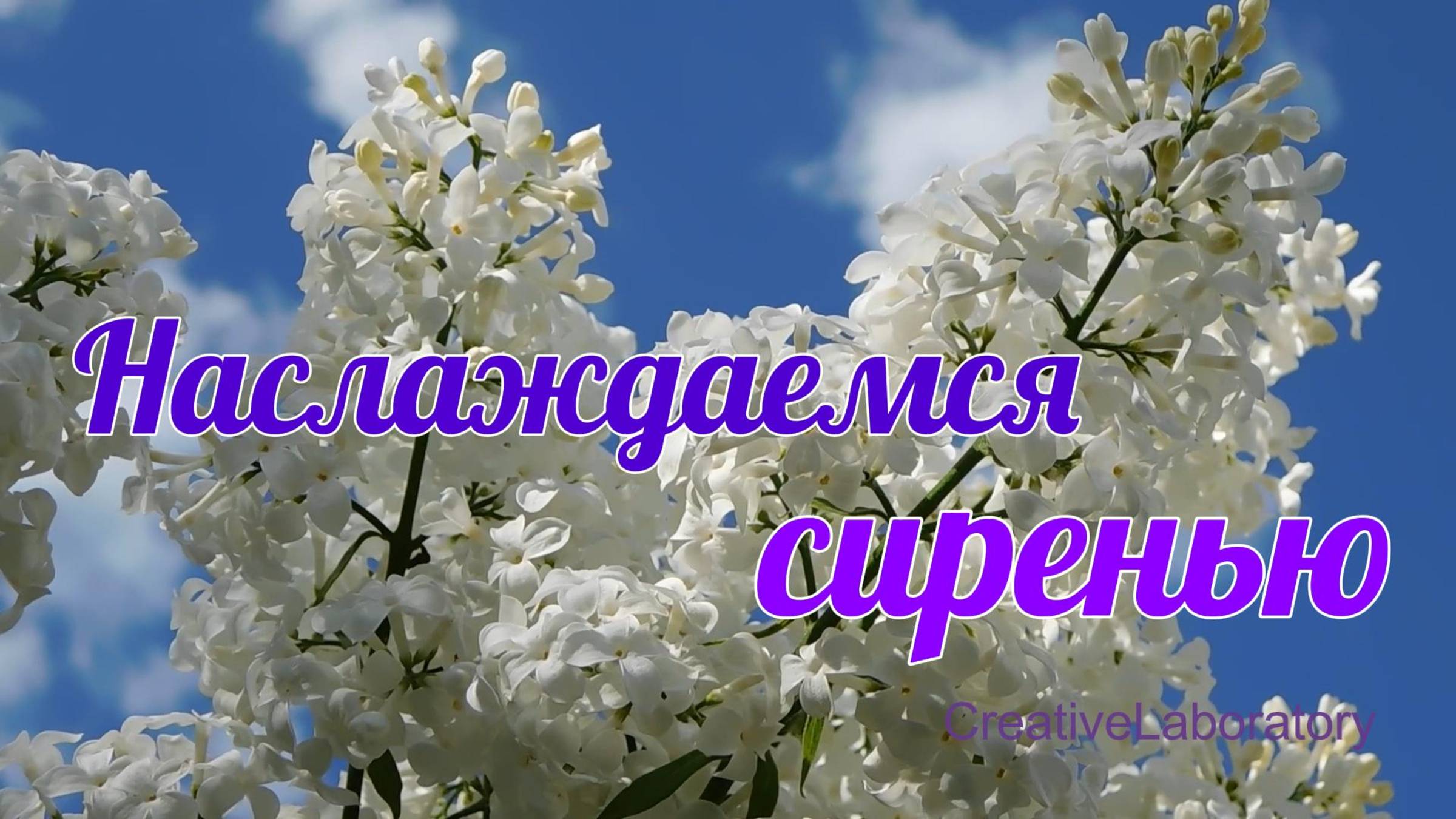 Релакс с сиренью 2.