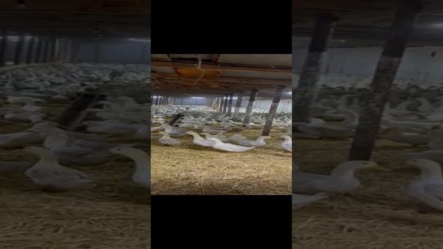 Инкубационное яйцо Утки СТ5