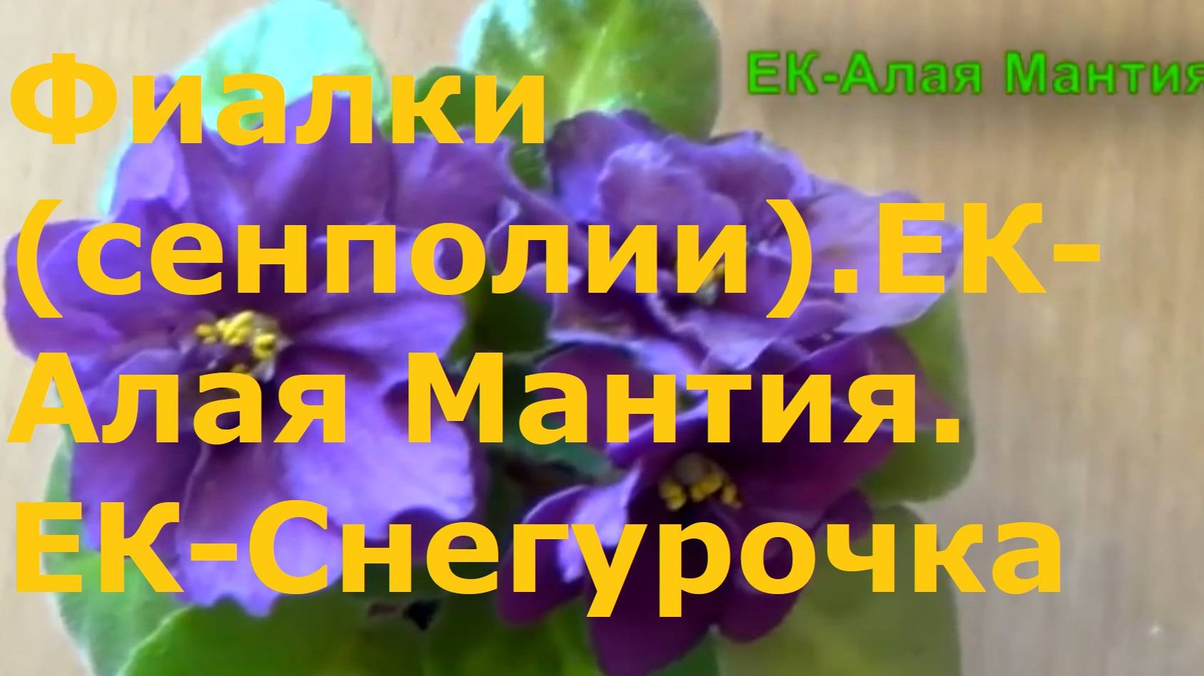 Фиалки (сенполии).ЕК-Алая Мантия. ЕК-Снегурочка