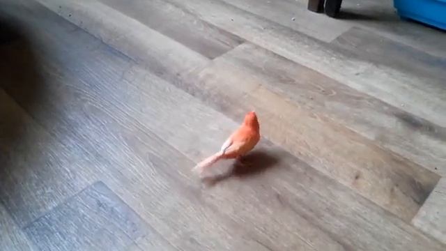Самка Сбежала с Клетки.Красные канарейки.Canary