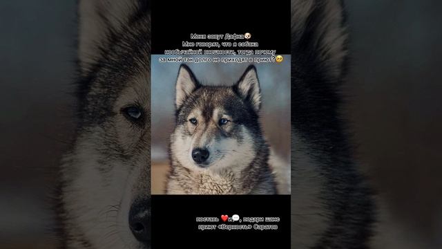 Дафна ищет дом #саратов #вдобрыерукисаратов #верностьсаратов