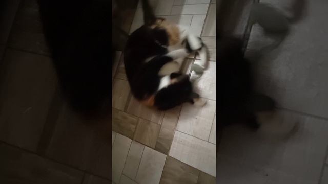 scene_output.mp4