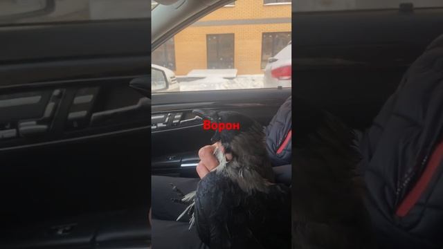 #ворона #всемдобра #бытьдобру #мирубыть