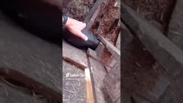 Поросёнок наглый залез в миску с молоком