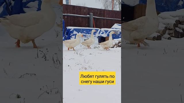 Наши гуси - Савва, Любава и Забава #подворье #гуси #птичник #птички #птичница