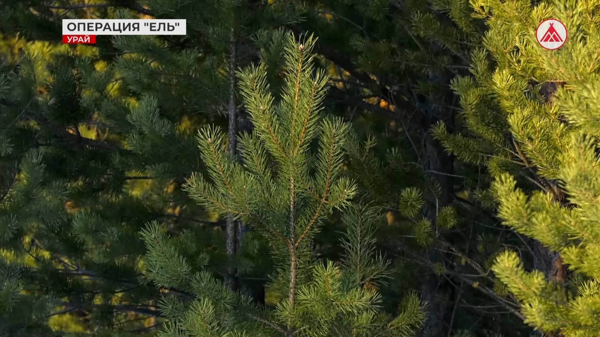 Операция «Ель» в Урае