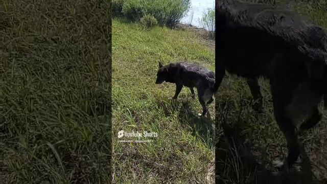 Собака ест травку