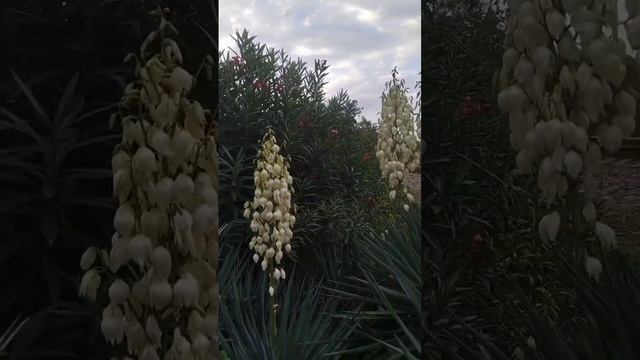 Зарисовки Сухума