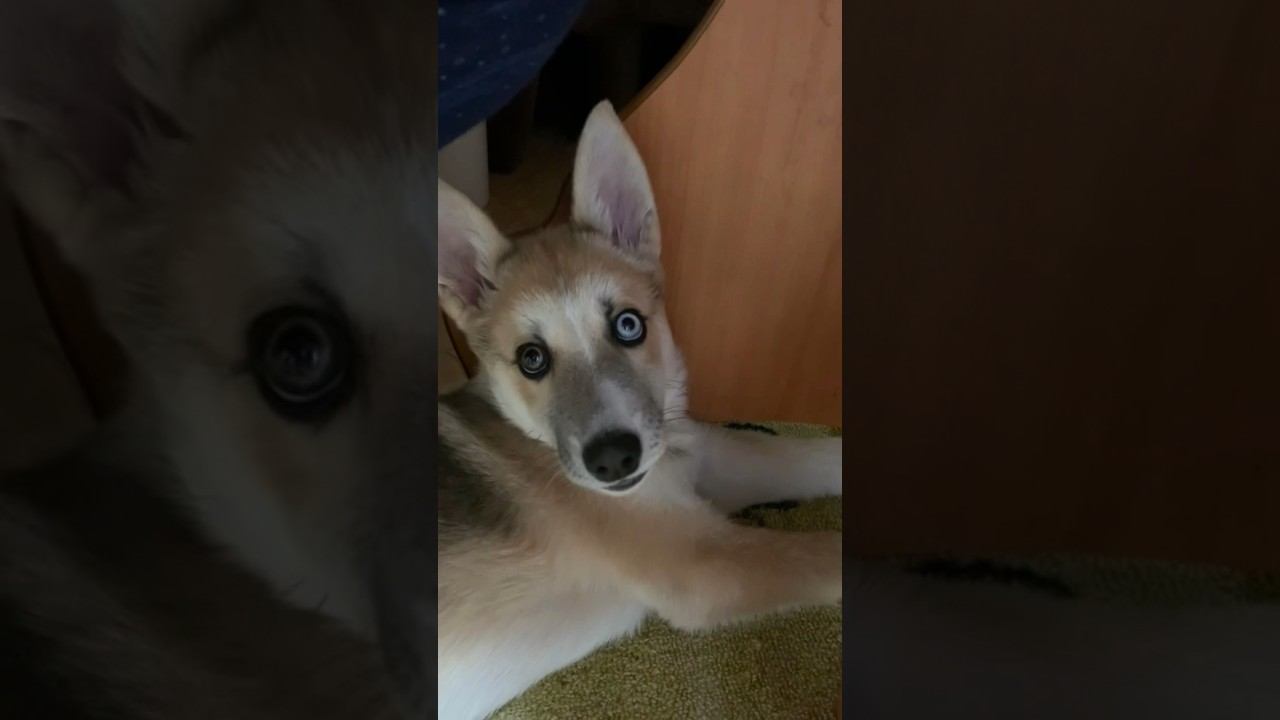 Лиска и мячик. Утренние игры #хаски #щенок #собака #БрюликиЛиска #puppy #dog #funnydogs