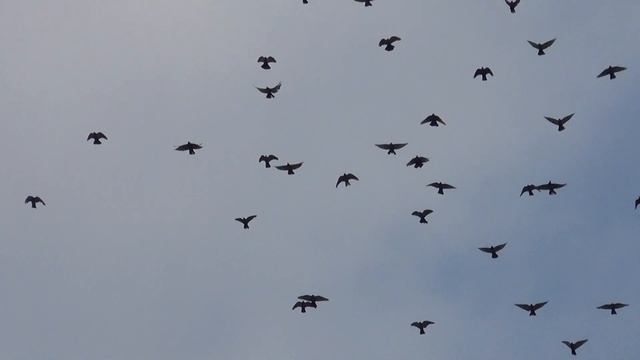 полёт Нг 13 09 2017г