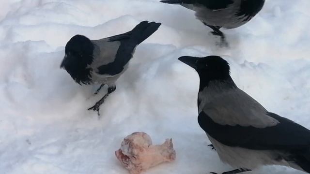 Молодые вороны не намерены ждать своей очереди \\ Young crows don't want to wait their turn