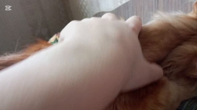 #глажукота №2