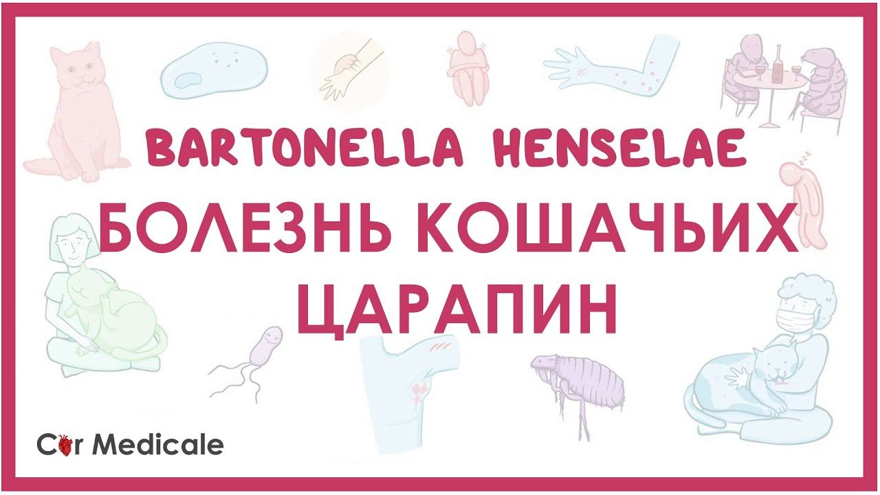 Болезнь кошачьих царапин - Бартонелла хенсели (B. henselae) -  клиника, диагностика, лечение