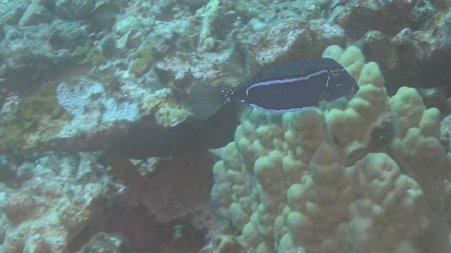 Whitley's Boxfish Male