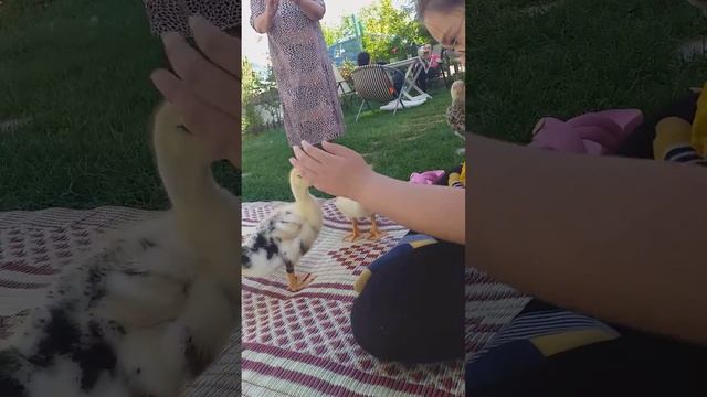 Tuğçe efe emir ve sevimli ördekler :)