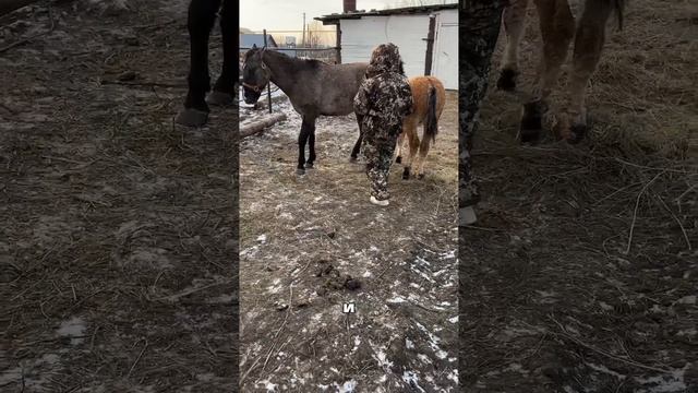 В глэмпинге «Прибой»  обитают настоящие звезды ⭐️— забайкальские кучерявые лошади!