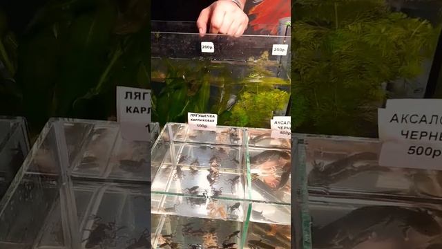 хвостатые амфибии