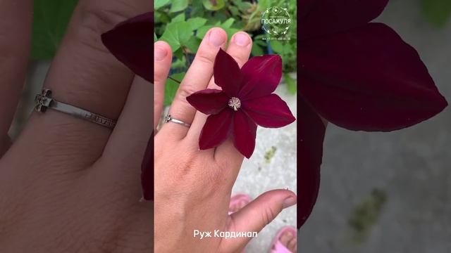Клематис Руж кардинал (3)Clematis Rouge Cardinal. Обзор в @posazhulya #клематисы