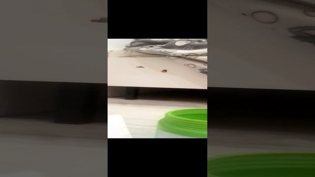 VID_20241209_000431.mp4