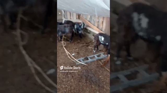 Шторм в козьем загончике