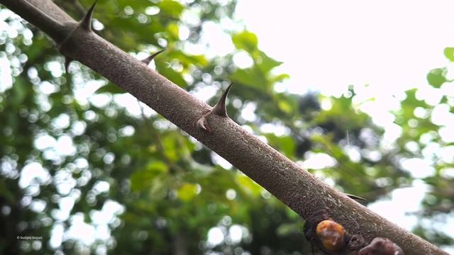 Lac Insect Growth in Ber Plant | दो हफ्ते बाद लाख के कीड़े की ग्रोथ कैसा हुआ है?