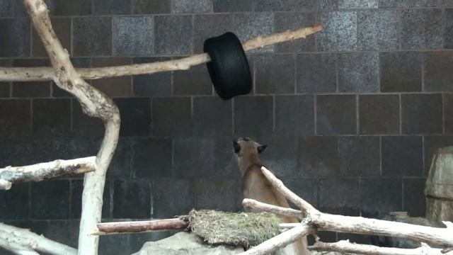 Female cougar plays with tire at the Henry Doorly Zoo.mp4