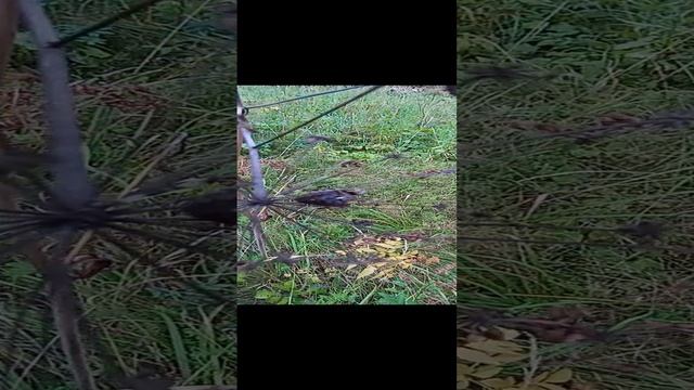 Немного о пауках и тд. #докторндн #пасхальвиварий #челябинск #паук #беглец #природа