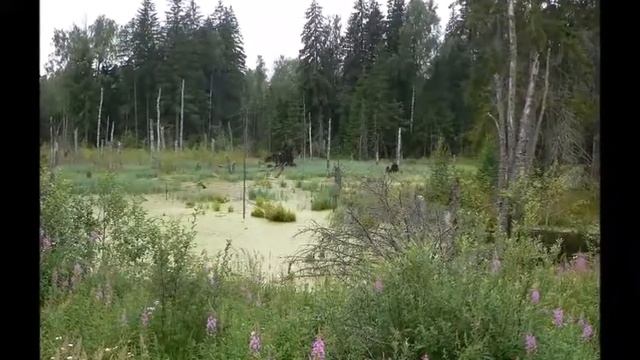 Зелёные ладошки "Болото"