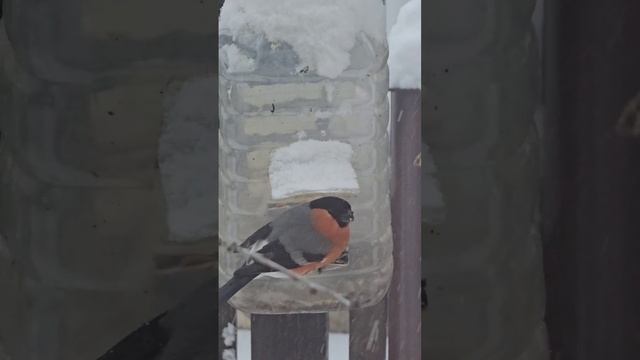 снегириный патриарх