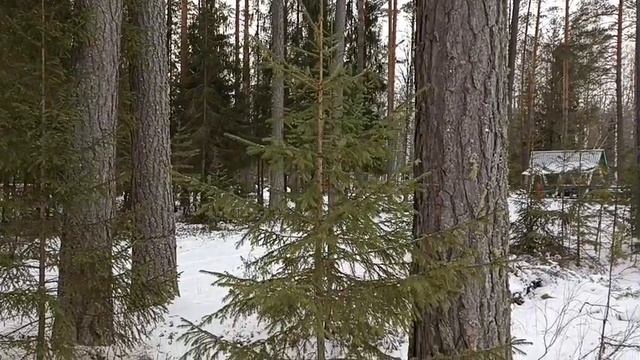 Ёлочный хоровод.