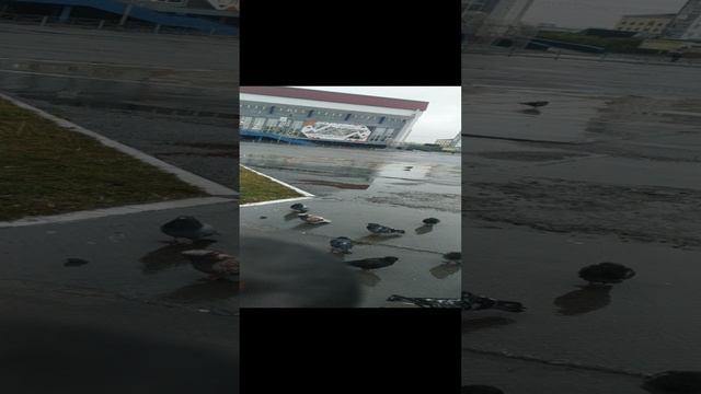 VID_20240901_112105.mp4 Елена Дружиненко Воркутинские голуби!!!