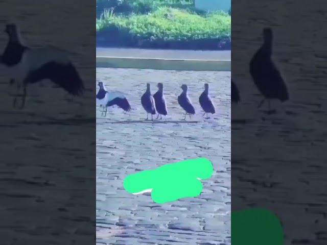 Лезгинка