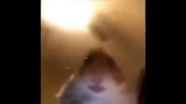 meme
