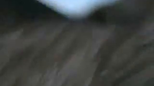 Shark Hunt Albatros Birds