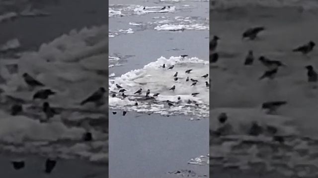 Вороны плывут