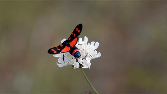 Zygaena dorycnii