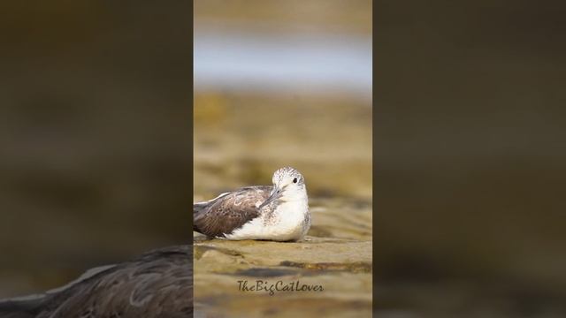 Greenshank walks away from us | Birds of Gajoldoba #wildlifephotography #nature #birds #birding