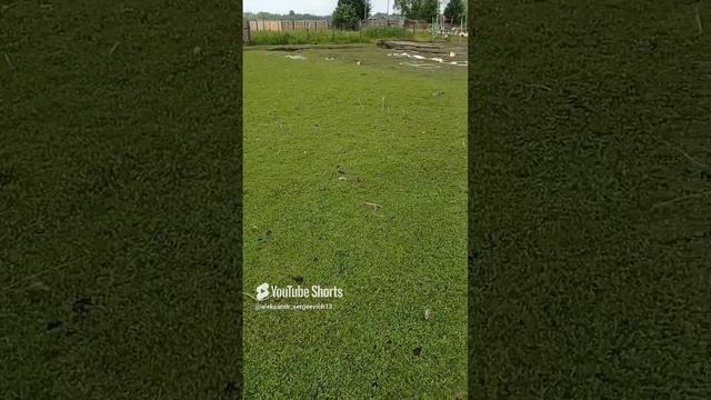 Вот газон гусиного производства