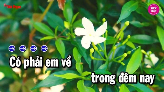 Mèo Hoang Karaoke Tone Nam