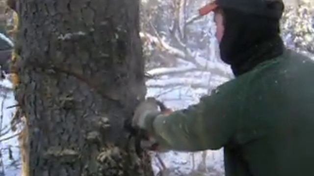 spruce beetle victim