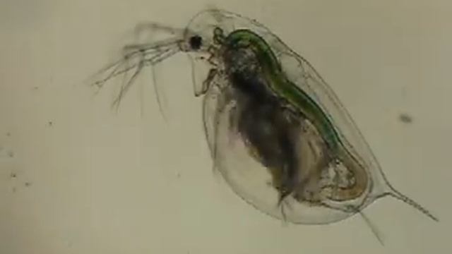 freshwater cladocerans