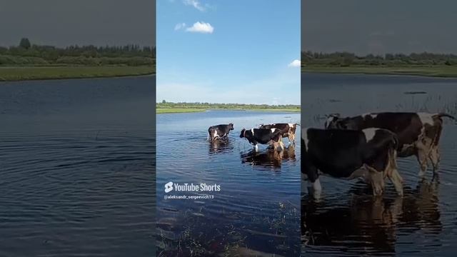 Пришли купаться на речку коровы