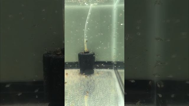 малёк сапфировых попугаев