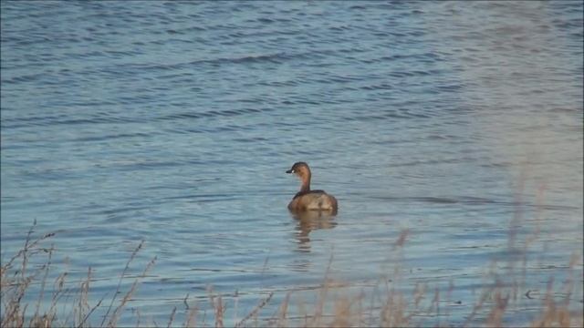 Smådopping/ Little Grebe (Tachybaptus ruficollis), Källstorps våtmark (Hl).